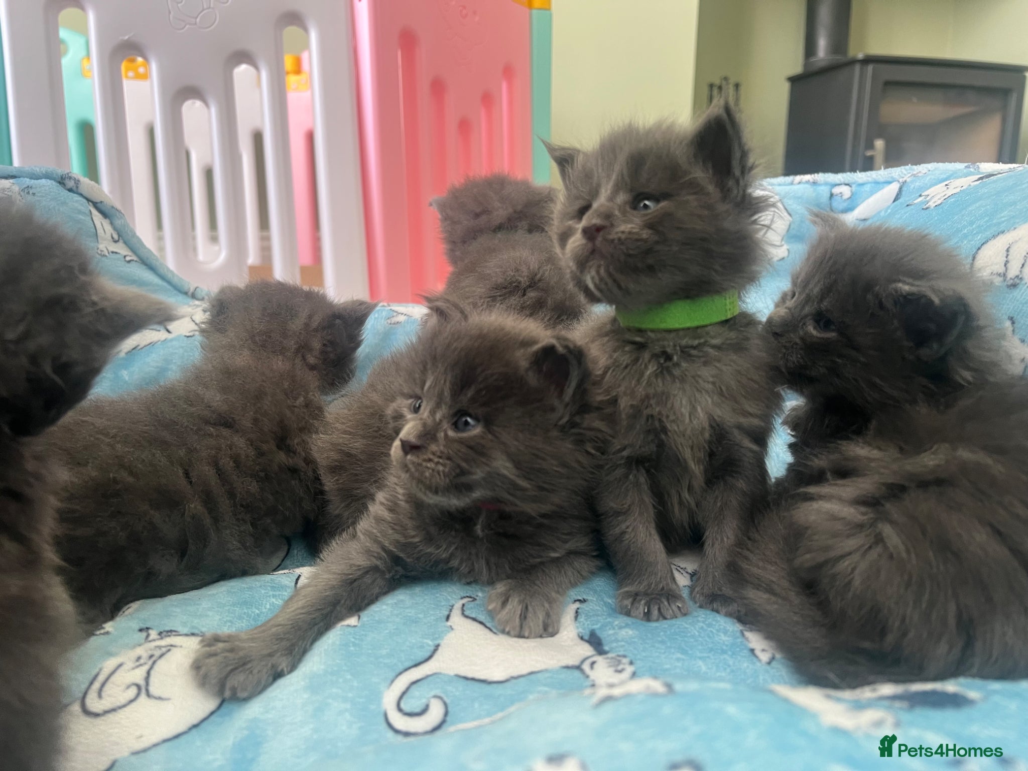 Maine Coon cats TICA (Active)  Russian WC Maine Coon Kittens - Advert 3