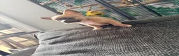 Mixed Breed dogs for sale: bulluahua Puppies  - Advert 34
