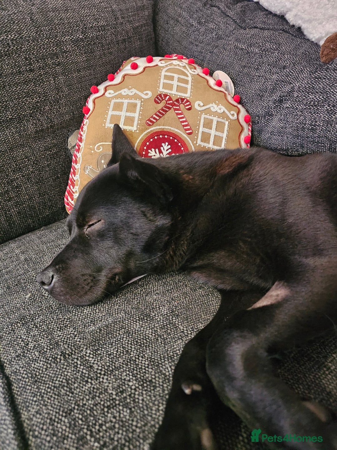 Mixed Breed dogs for sale: Raine - Advert 4