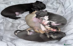 Chihuahua dogs for sale: Pure bred Chihuahua puppies - Image 24