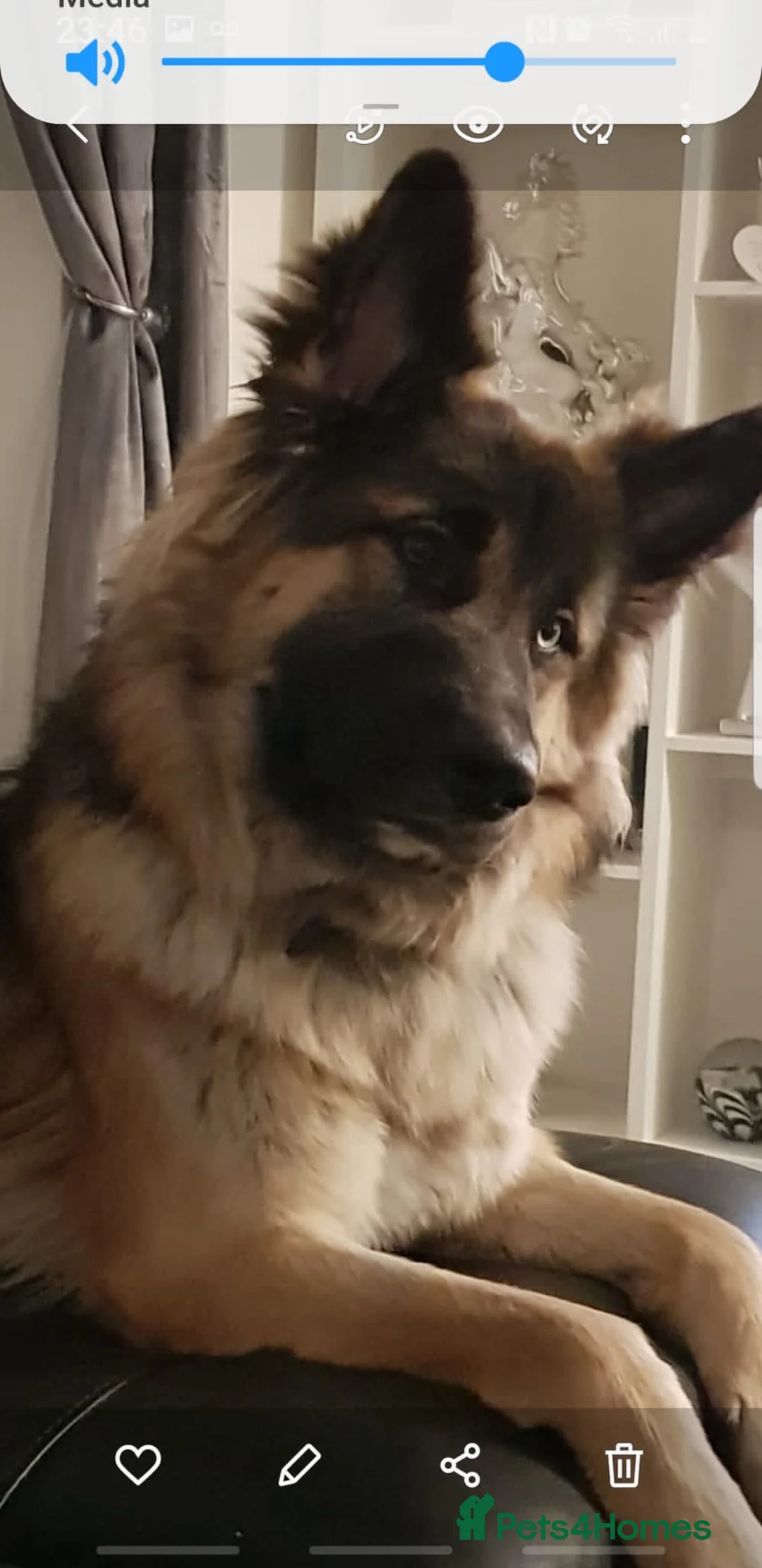 German Shepherd dogs for stud: German Shepard up for stud  in Erith - Advert 26