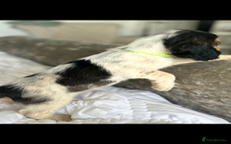 Cocker Spaniel dogs for sale: OUTSTANDING KC REG SHOW COCKER SPANIEL PUPPIES  - Image 12