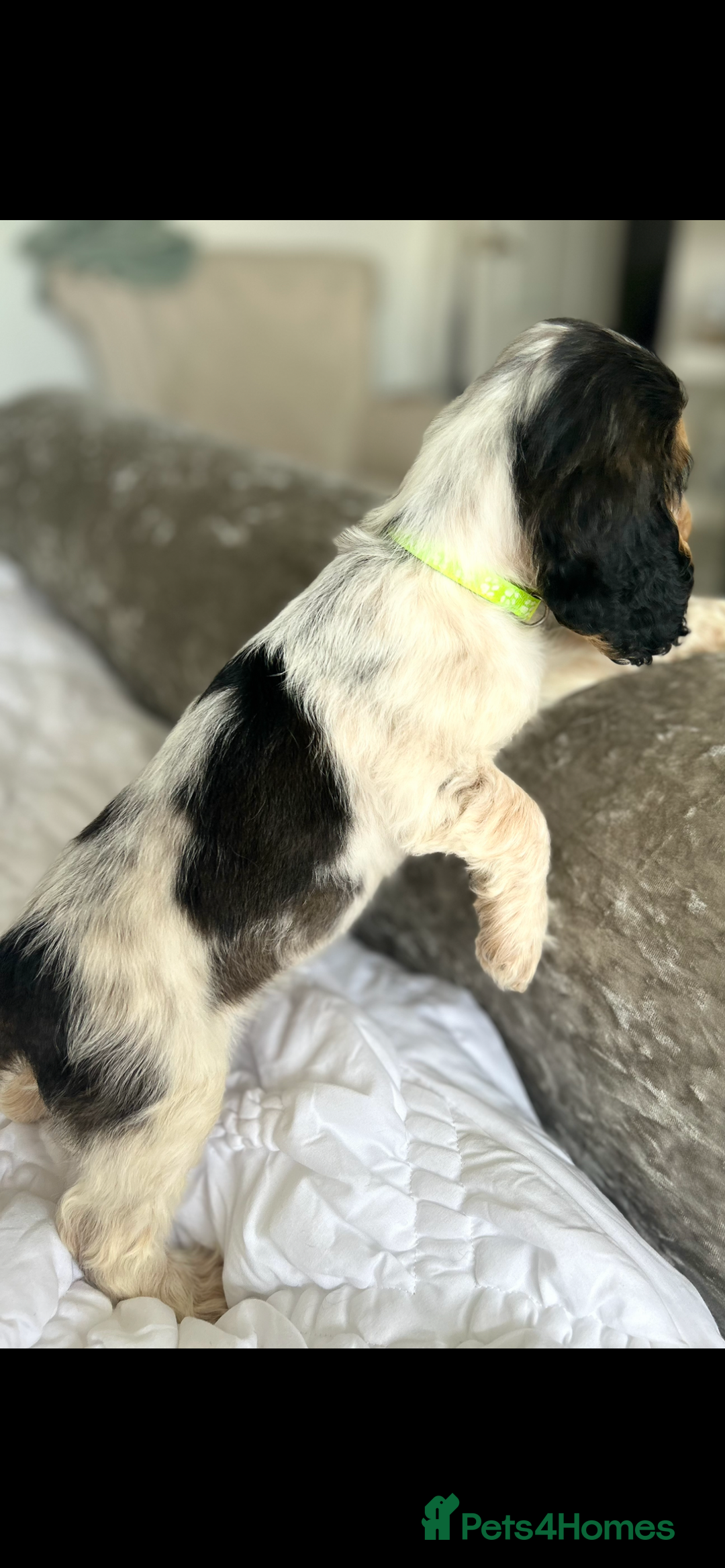 Cocker Spaniel dogs for sale: OUTSTANDING KC REG SHOW COCKER SPANIEL PUPPIES  - Image 12