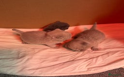 British Shorthair cats for sale: Stunning pure British shorthair kittens - Image 8