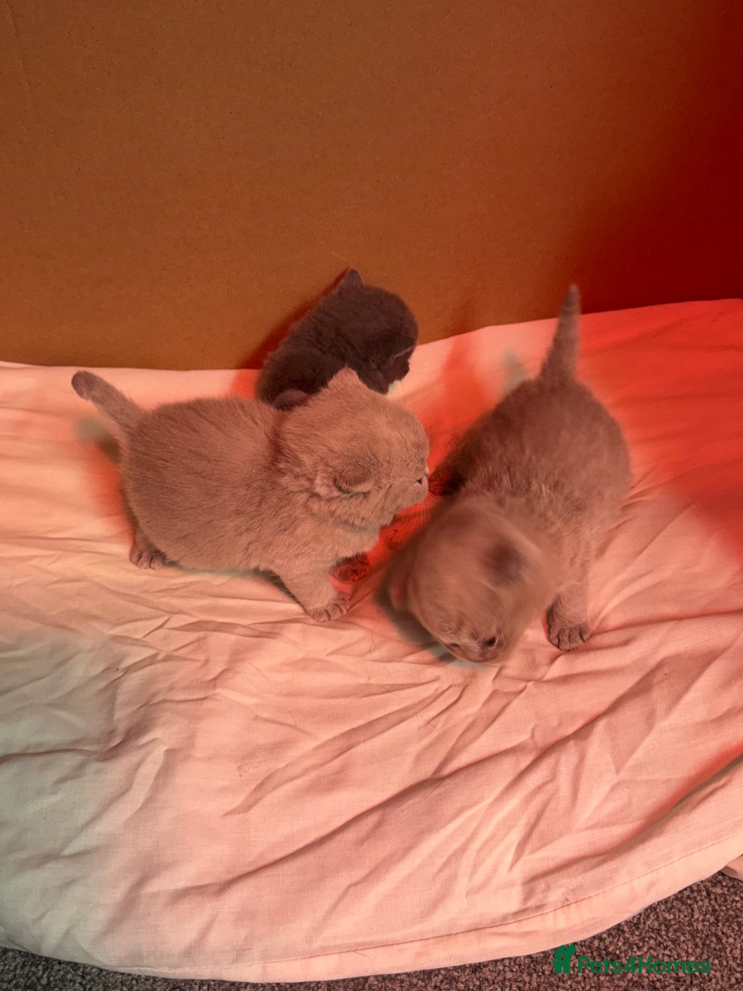 British Shorthair cats for sale: Stunning pure British shorthair kittens - Image 8