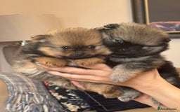 German Spitz dogs for sale: KC Reg Show Type German Spitz (Klein) For Sale. - Image 1