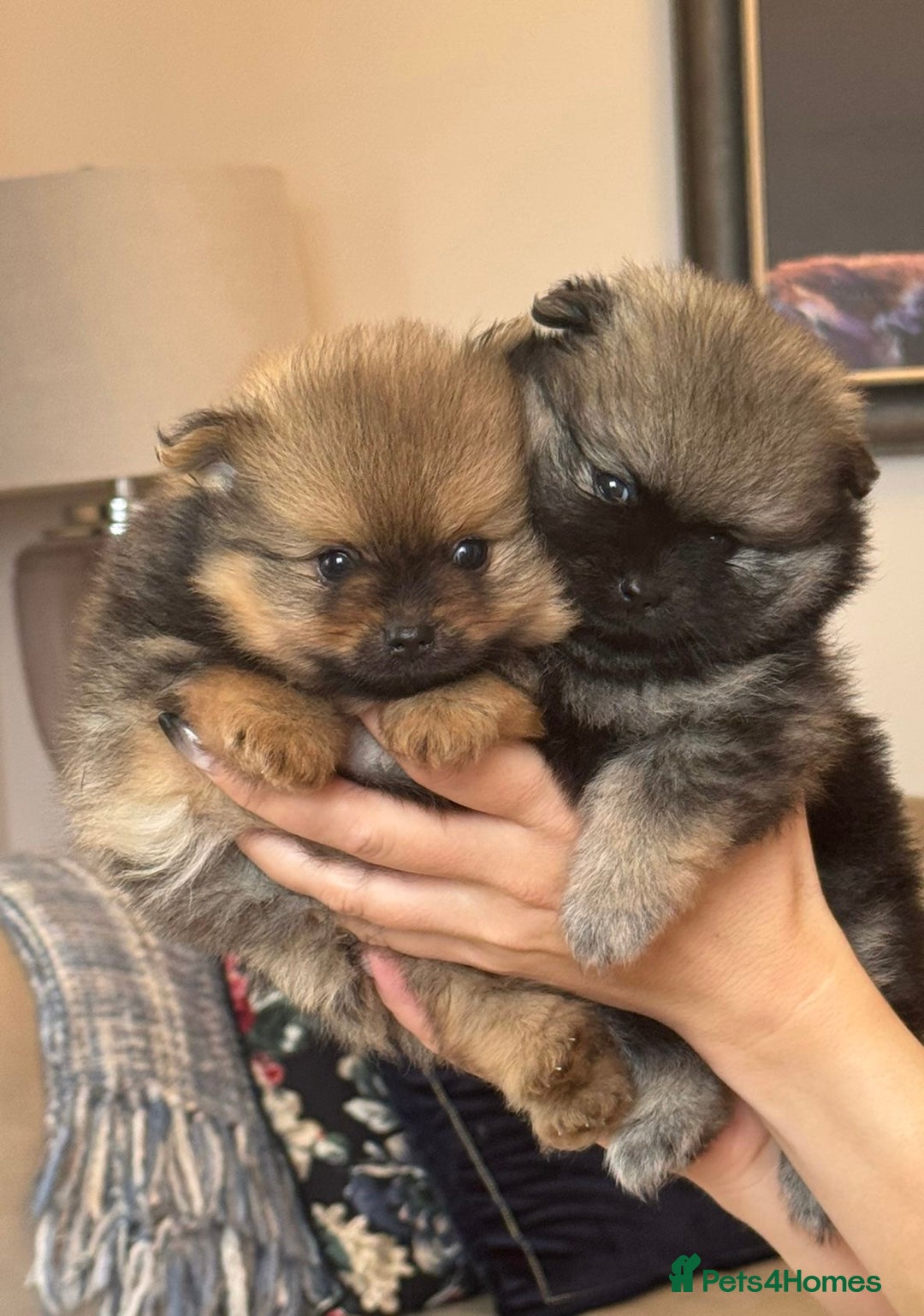 German Spitz dogs for sale: KC Reg Show Type German Spitz (Klein) For Sale. - Image 1