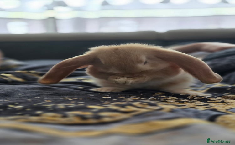 French Lop rabbits - Advert 13