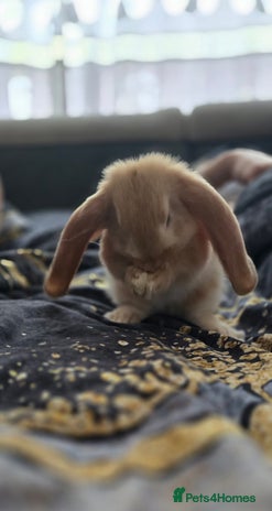 French Lop rabbits - Advert 11
