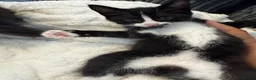 Mixed Breed cats for sale: Fluffy Tuxedo & Black Kittens 3 Female | 2 Male - Advert 4