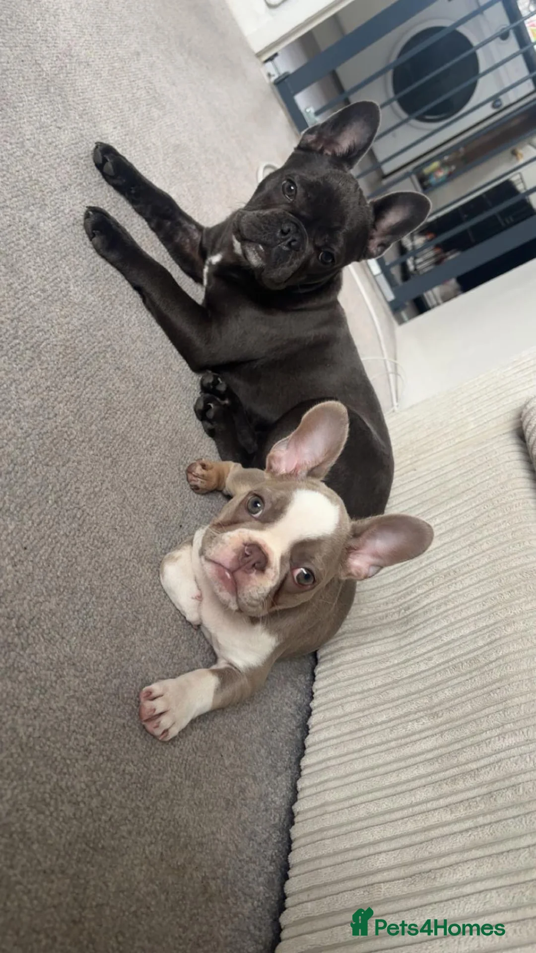 French Bulldog dogs for sale: 2 stunning french bulldog sisters - Advert 6