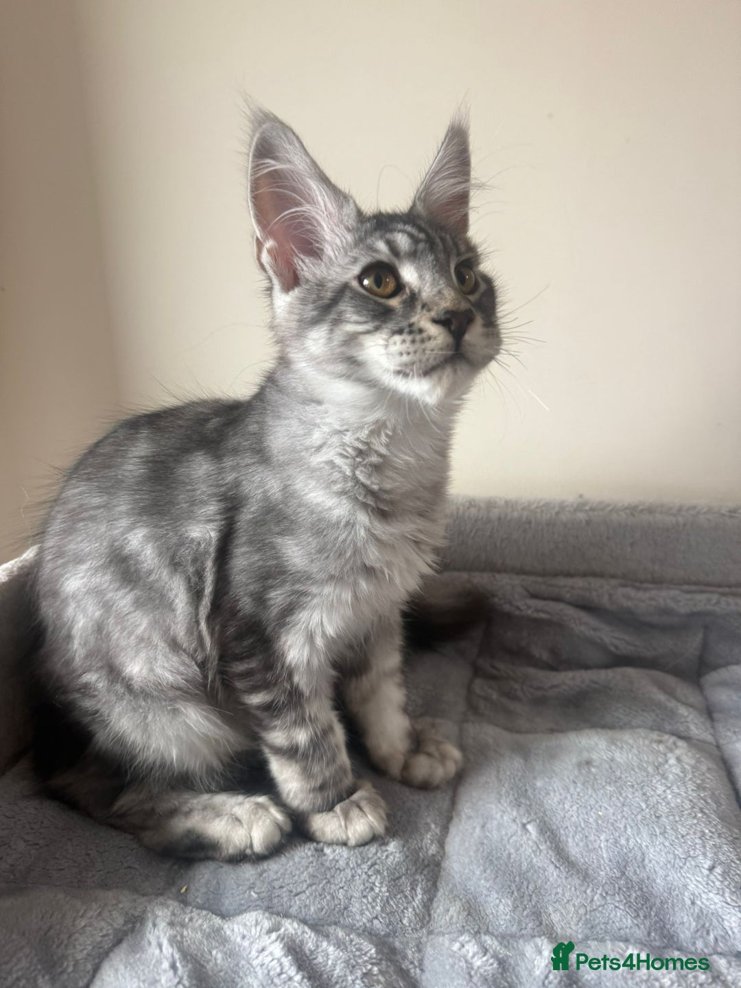 Maine Coon cats for sale: Pure Maine coon - Image 3
