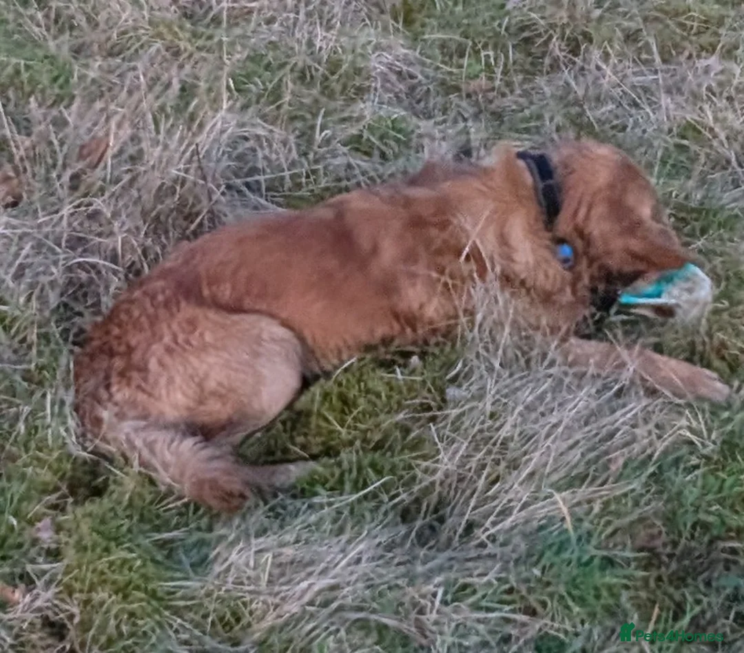 Golden Retriever dogs for stud: Catrigg macadamia (MAX) - Advert 2