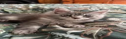 Maine Coon cats for sale: TICA-Registered Silver Maine Coon Kittens - Advert 25