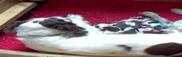 English Springer Spaniel dogs for sale: 3 Springer Boys available  - Advert 22