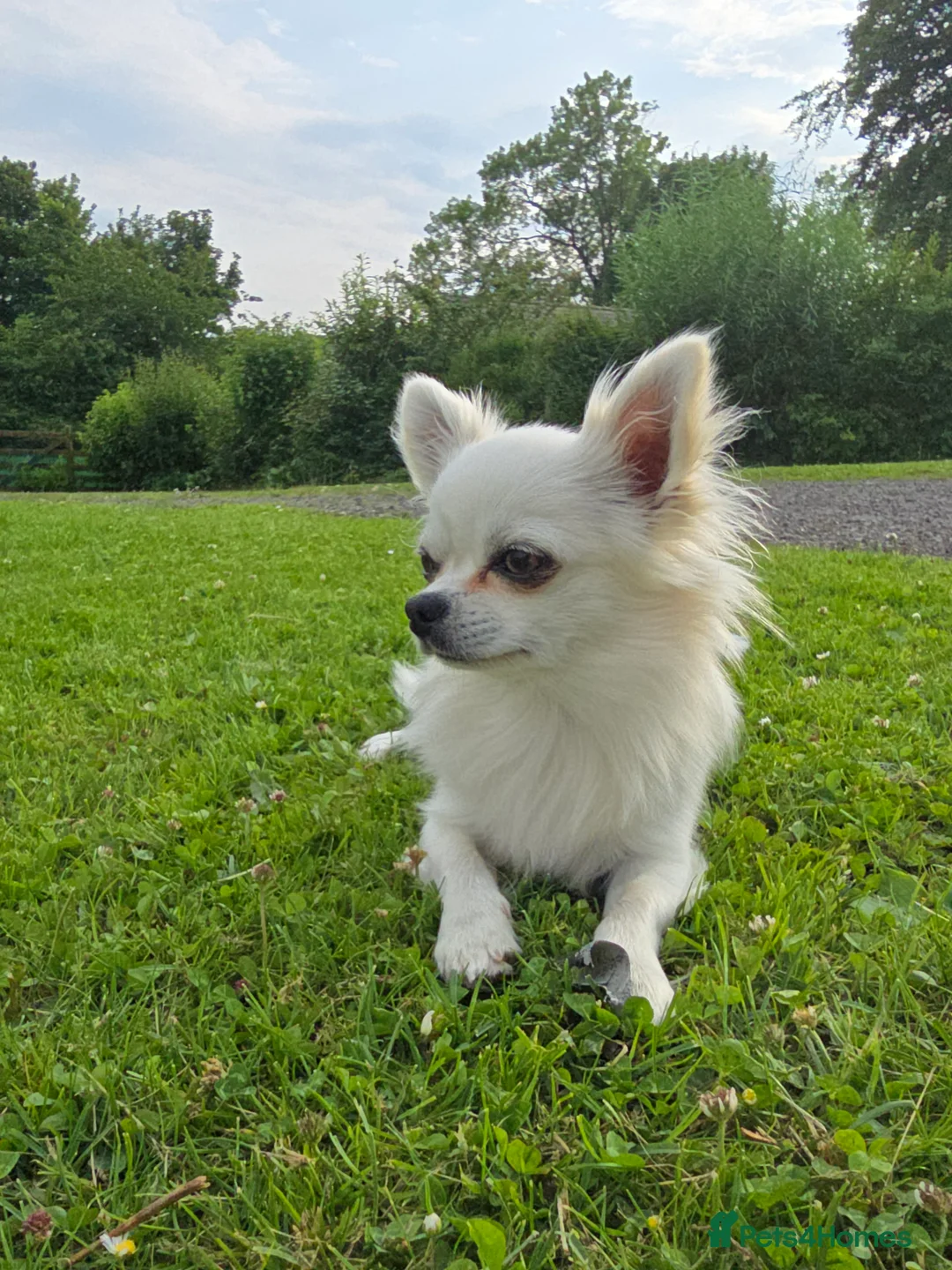 Chihuahua dogs for stud: Long haired Chihuahua for stud in Inverurie - Advert 5