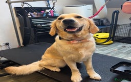 Golden Retriever dogs for sale: 1 year old female golden retriever  - Image 1