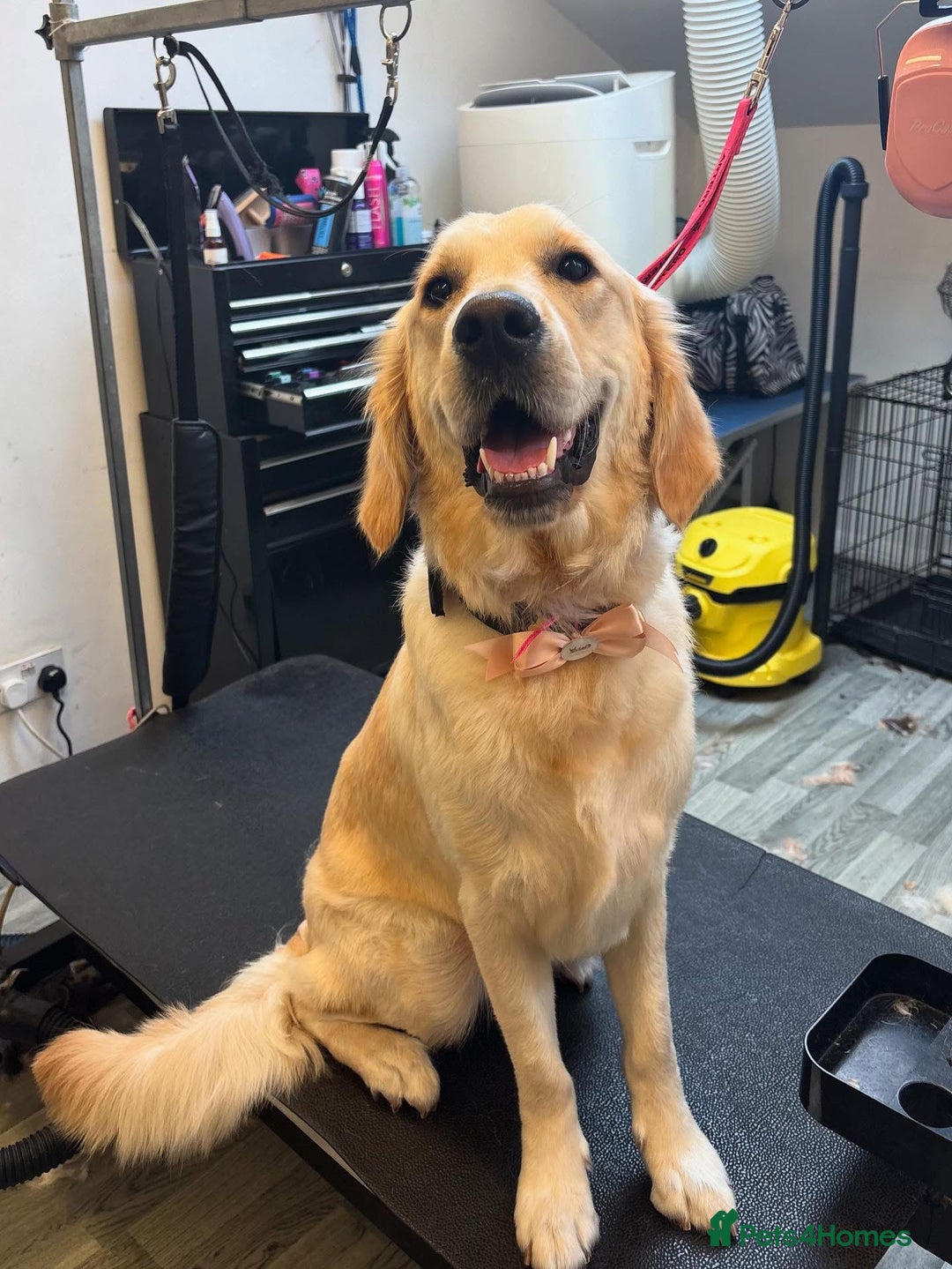 Golden Retriever dogs for sale: 1 year old female golden retriever  - Image 1