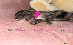 Cavapoo dogs for sale: BEAUTIFUL CAVAPOO PUPPIES HEALTH TESTED PARENTS  - Image 32