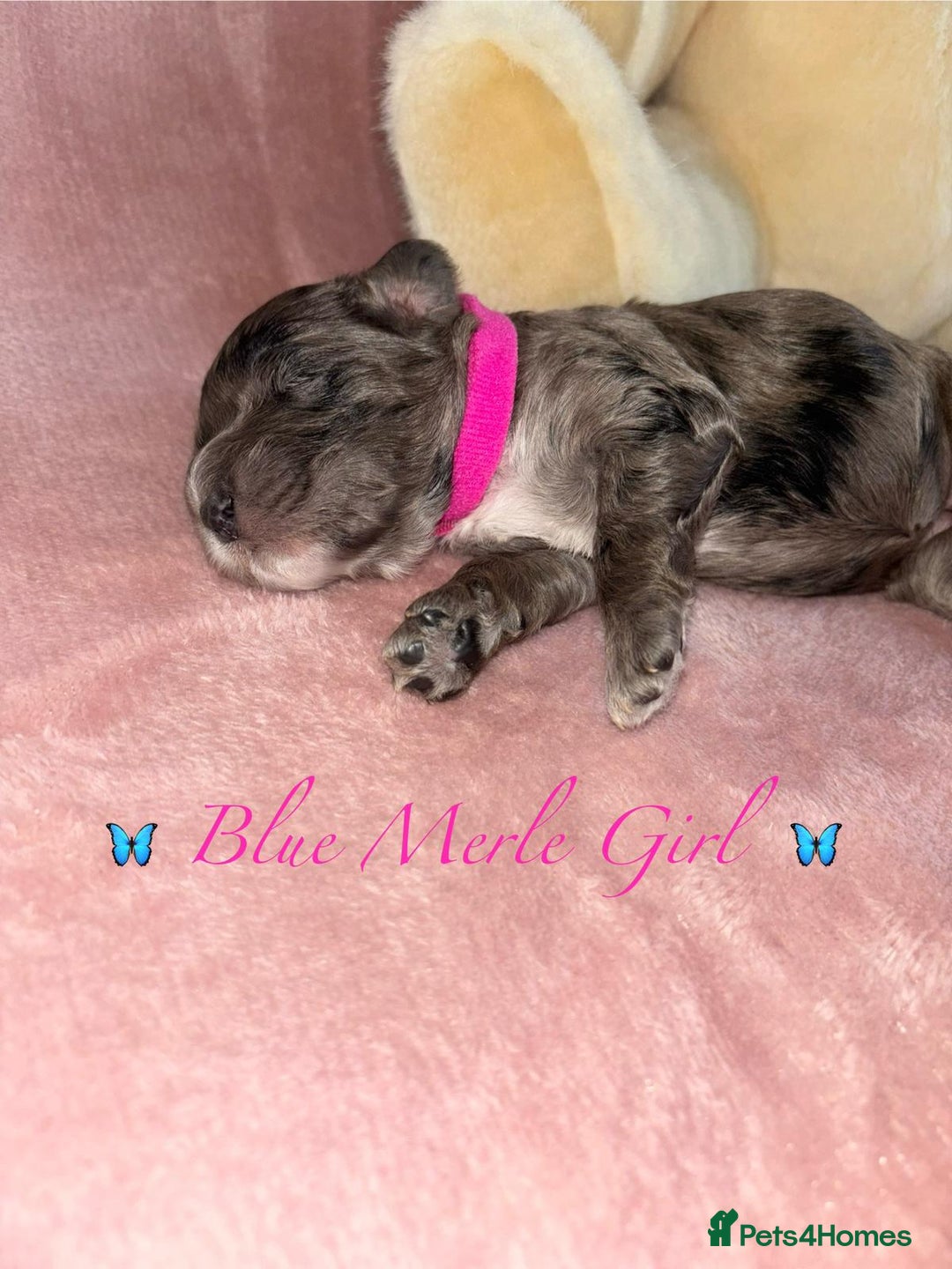Cavapoo dogs for sale: BEAUTIFUL CAVAPOO PUPPIES HEALTH TESTED PARENTS  - Image 32