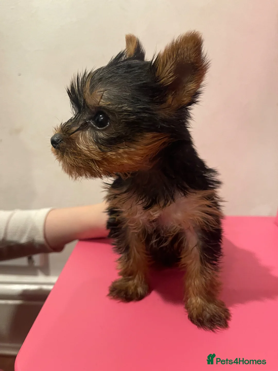 Yorkshire Terrier dogs for sale: Little Purebred Yorkshire Terrier GIRL puppy 🐶  in London - Advert 2