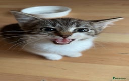 Mixed Breed cats for sale: Two female mixed kittens for sale - Advert 7