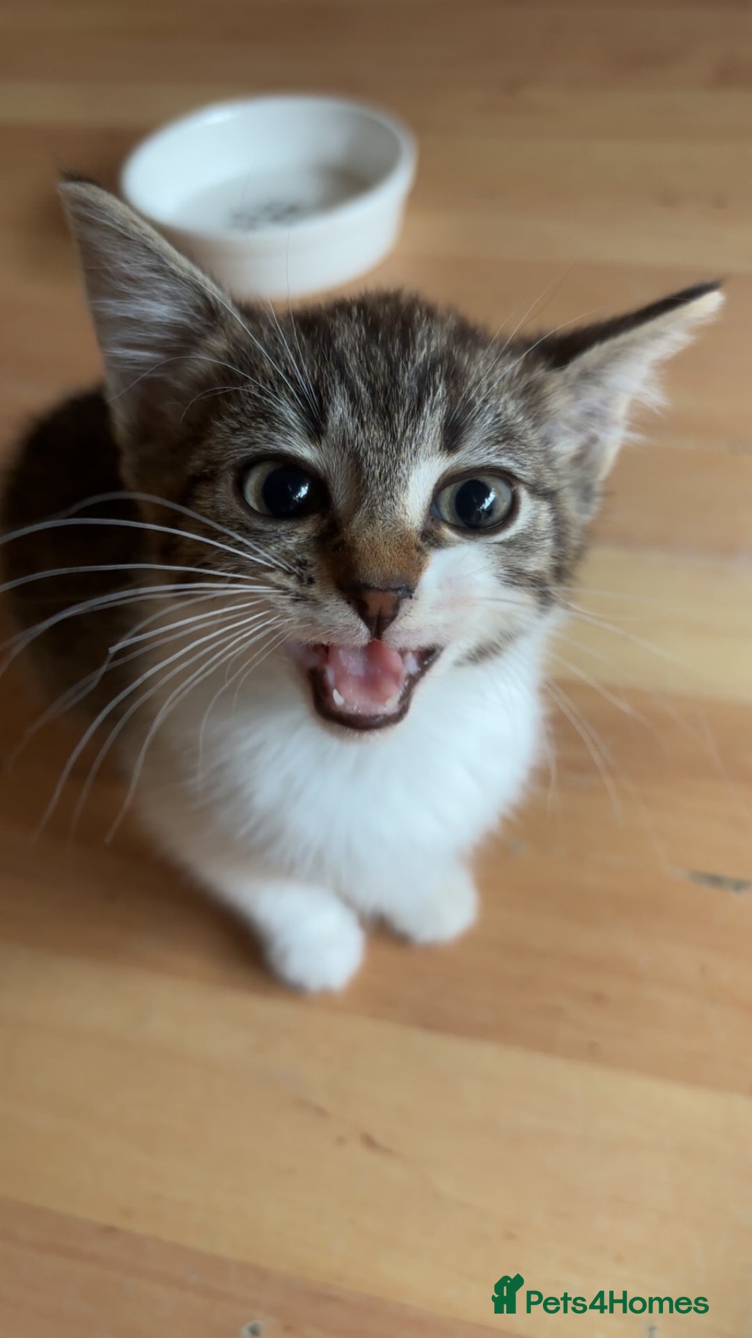 Mixed Breed cats for sale: Two female mixed kittens for sale - Advert 7