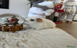 Mini Lop rabbits for sale: Baby bunnies  - Advert 11