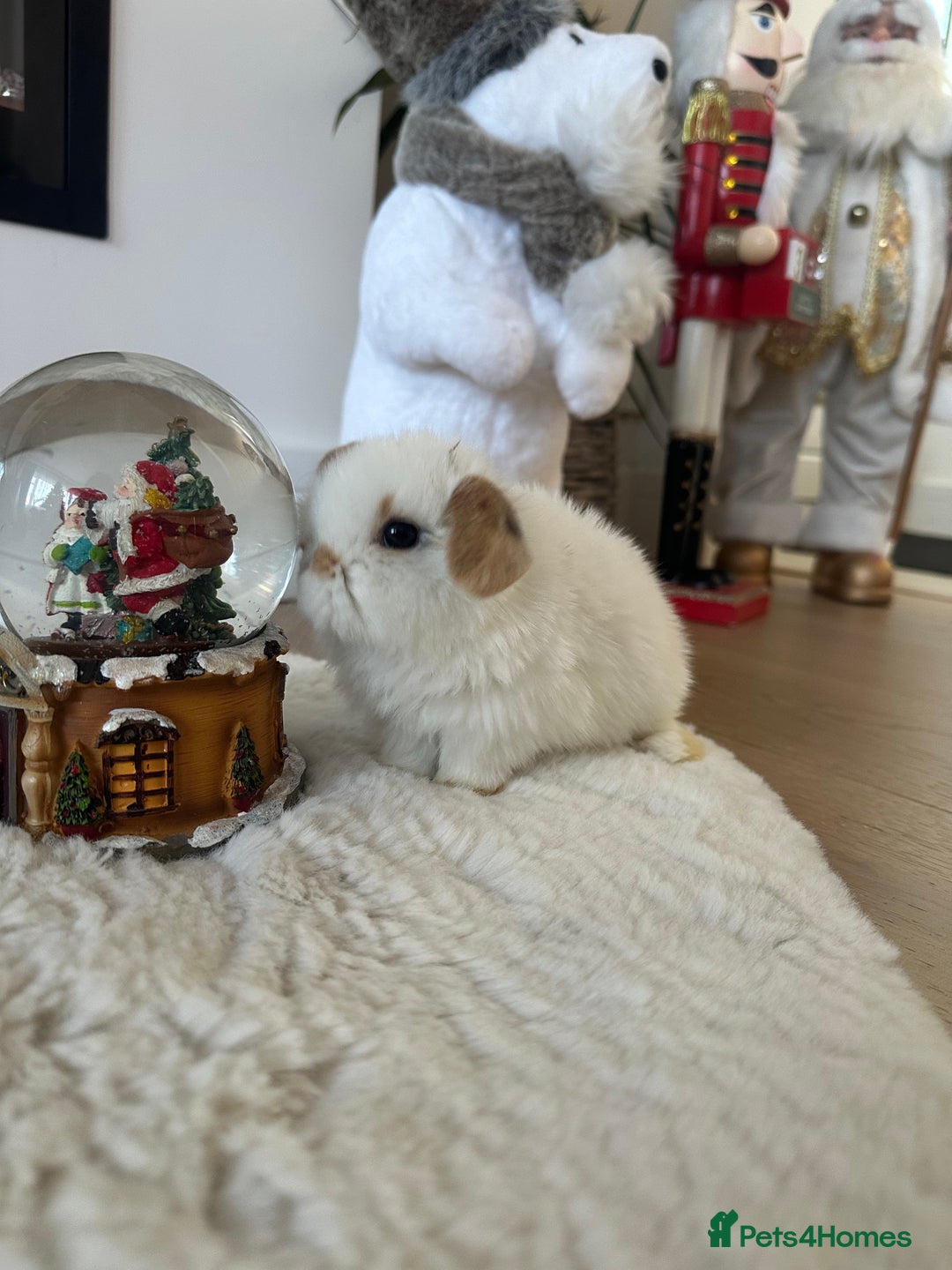 Mini Lop rabbits for sale: Baby bunnies  - Advert 11