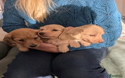 Miniature Dachshund dogs for sale: Beautiful kc long haired mini sausages - Image 4