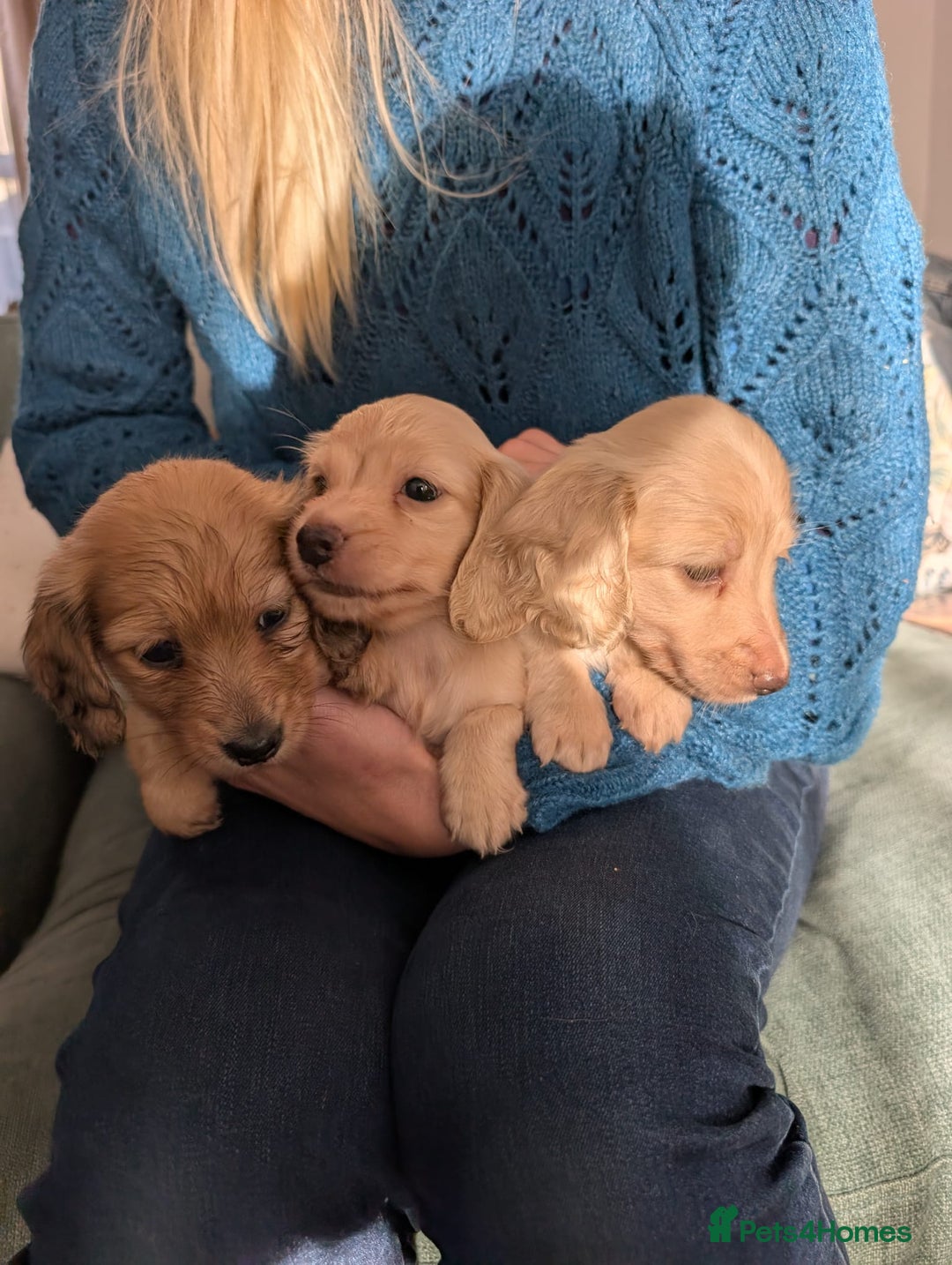 Miniature Dachshund dogs for sale: Beautiful kc long haired mini sausages - Image 4