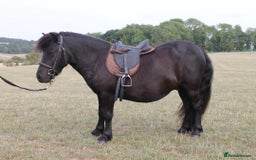 Shetland pony horses for sale: Billy -  black 3yo Shetland pony gelding. - Image 3
