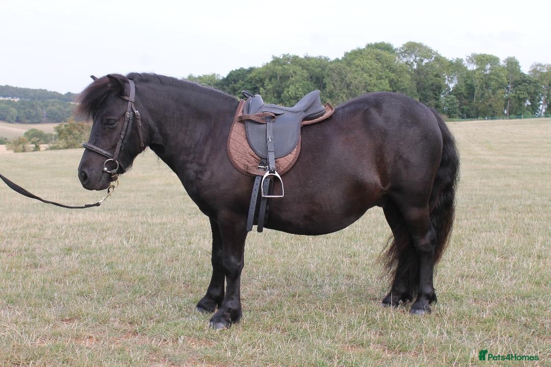 Shetland pony horses for sale: Billy -  black 3yo Shetland pony gelding. - Image 3