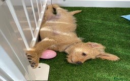 Labradoodle dogs for sale: One labradoodle girlLooking for her forever home  - Image 2