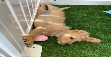 Labradoodle dogs - Advert 12
