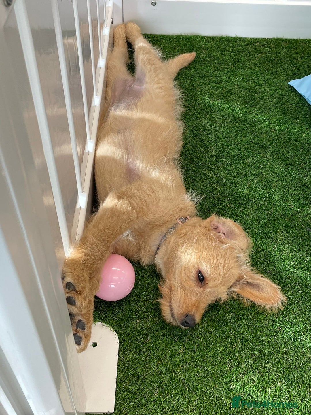 Labradoodle dogs for sale: One labradoodle girlLooking for her forever home  - Image 2