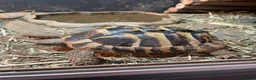 Tortoise reptiles for sale: Tortoises with full set ups  - Advert 3