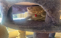 British Shorthair cats for sale: Beautiful British Shorthair Kittens  - Image 11