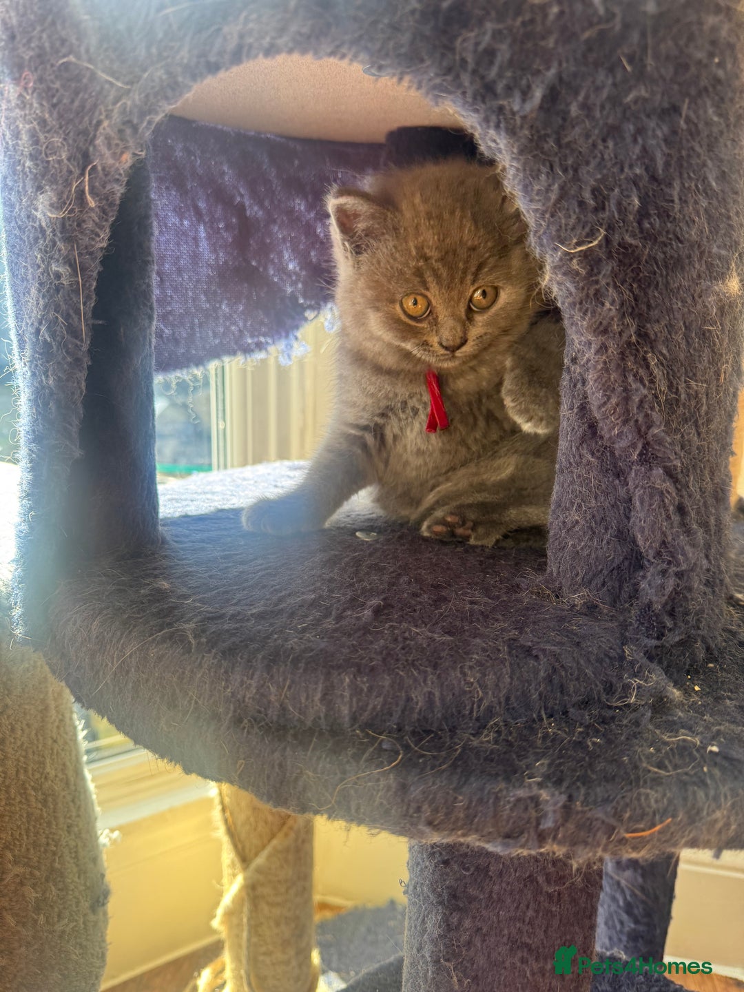 British Shorthair cats for sale: Beautiful British Shorthair Kittens  - Image 11
