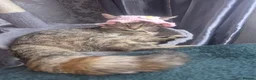 Mixed Breed cats for sale: Cutte baby cats for sale . - Advert 2