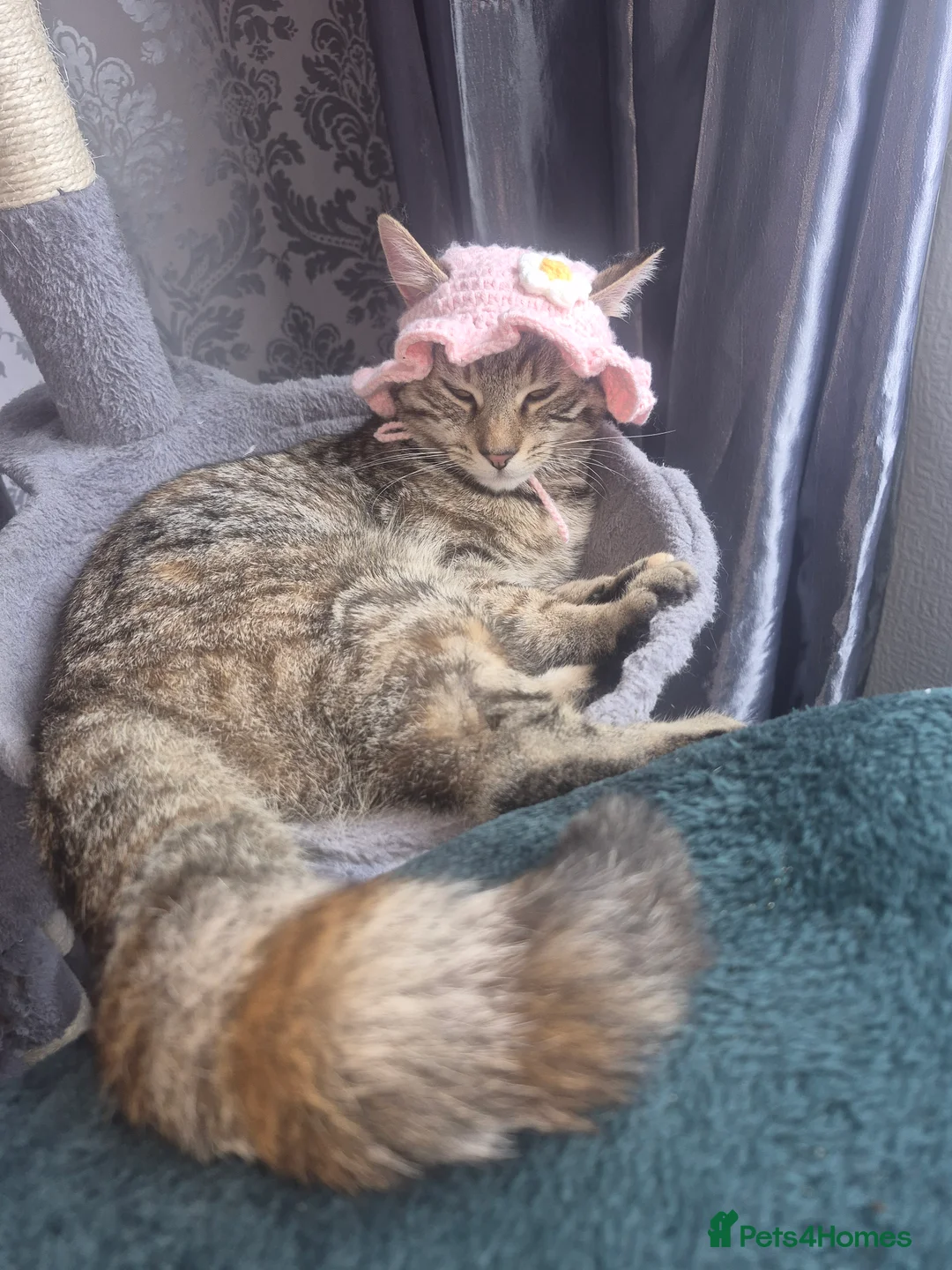 Mixed Breed cats for sale: Cutte baby cats for sale . - Advert 2