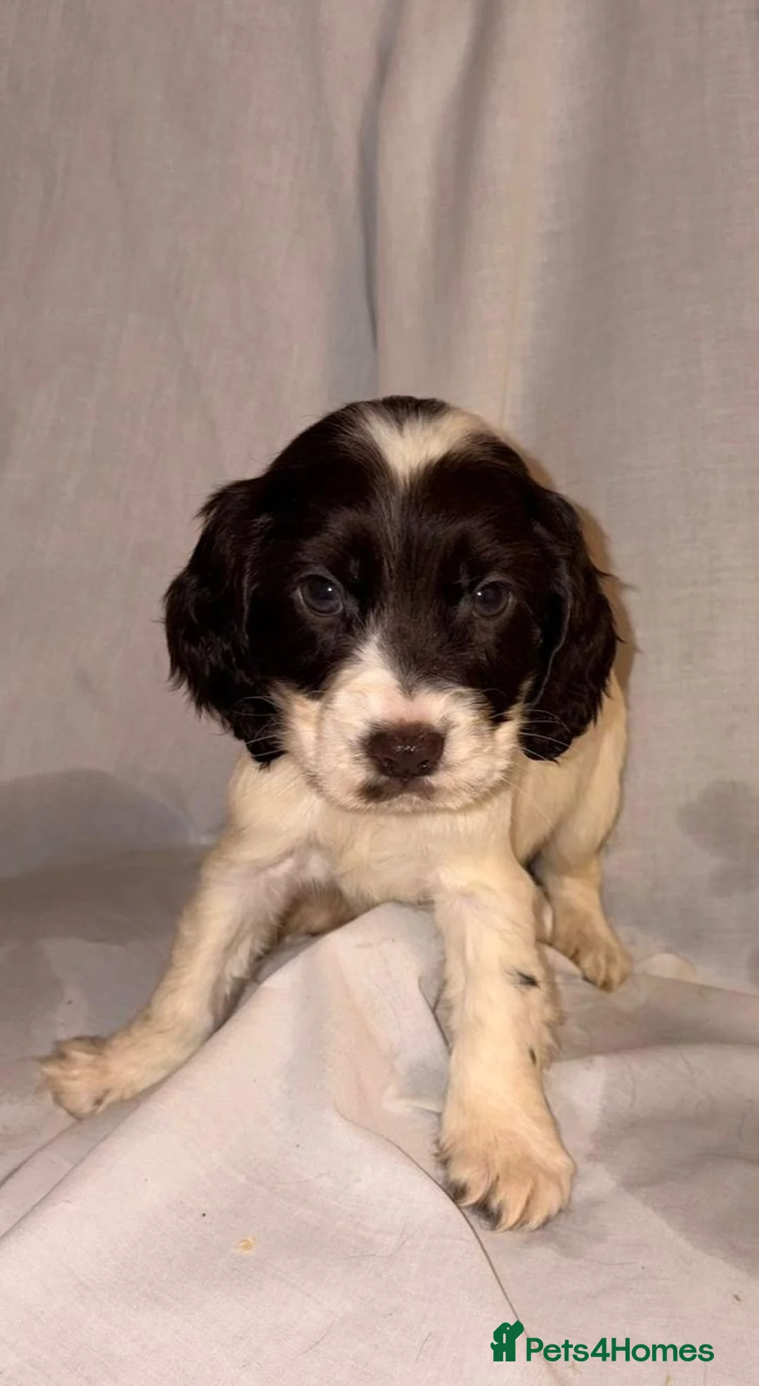 Cocker Spaniel dogs for sale: Cocker Spaniel Puppies  - Advert 2