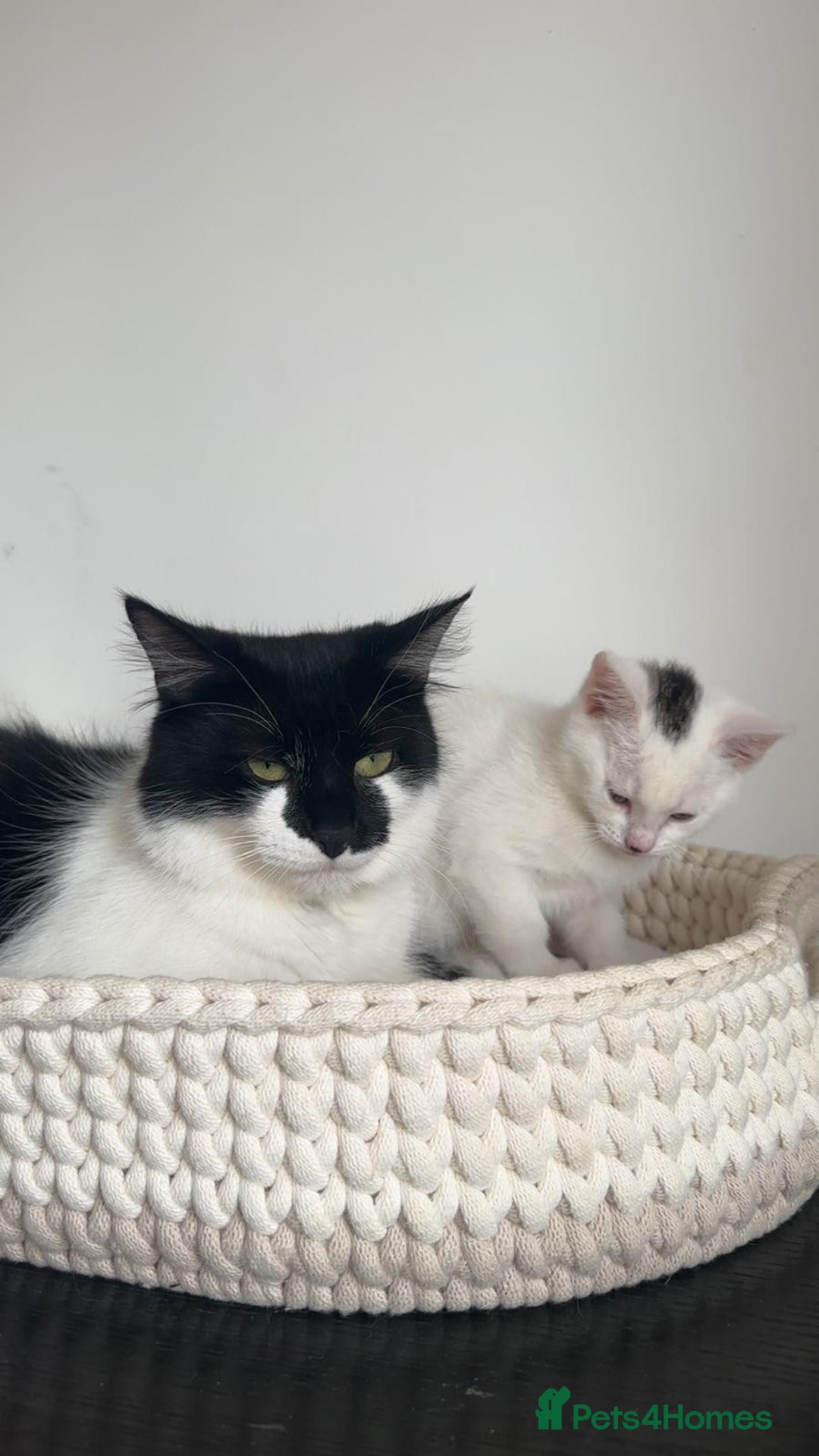 Mixed Breed cats for sale: Part Maine Coon black and white fluffy male cat - Advert 2
