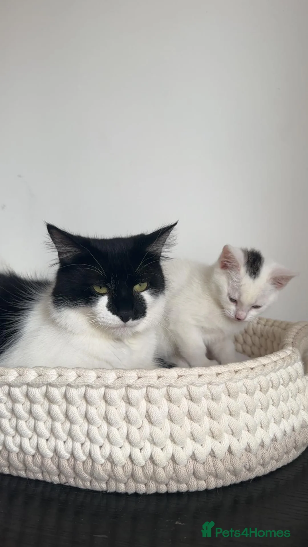 Mixed Breed cats for sale: Part Maine Coon black and white fluffy male cat - Advert 2