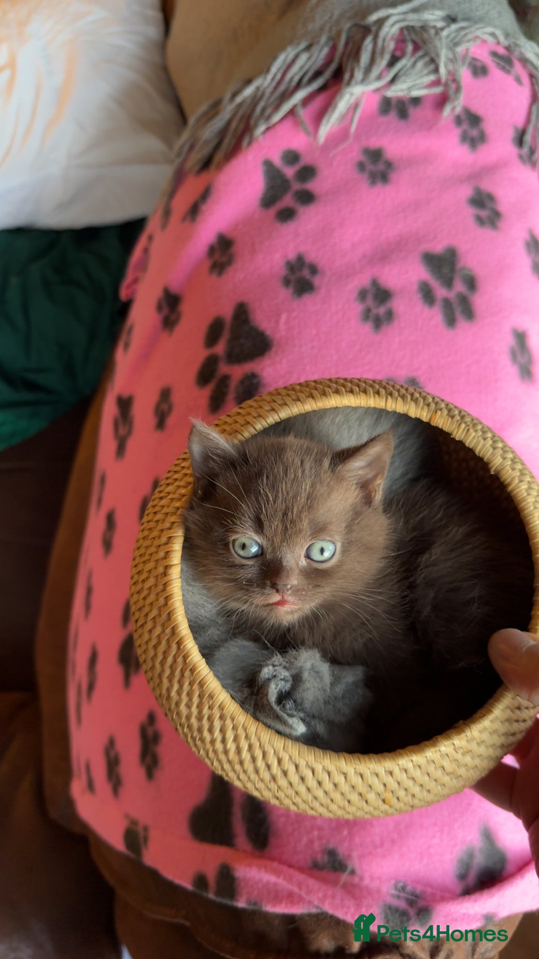 British Shorthair cats for sale: Chocolate British shorthair  in Manchester - Image 2