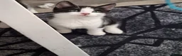 Mixed Breed cats for sale: Kittens  - Advert 3