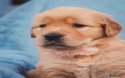 Golden Retriever dogs for sale: Golden Retriever Puppies KC Dad  - Image 23