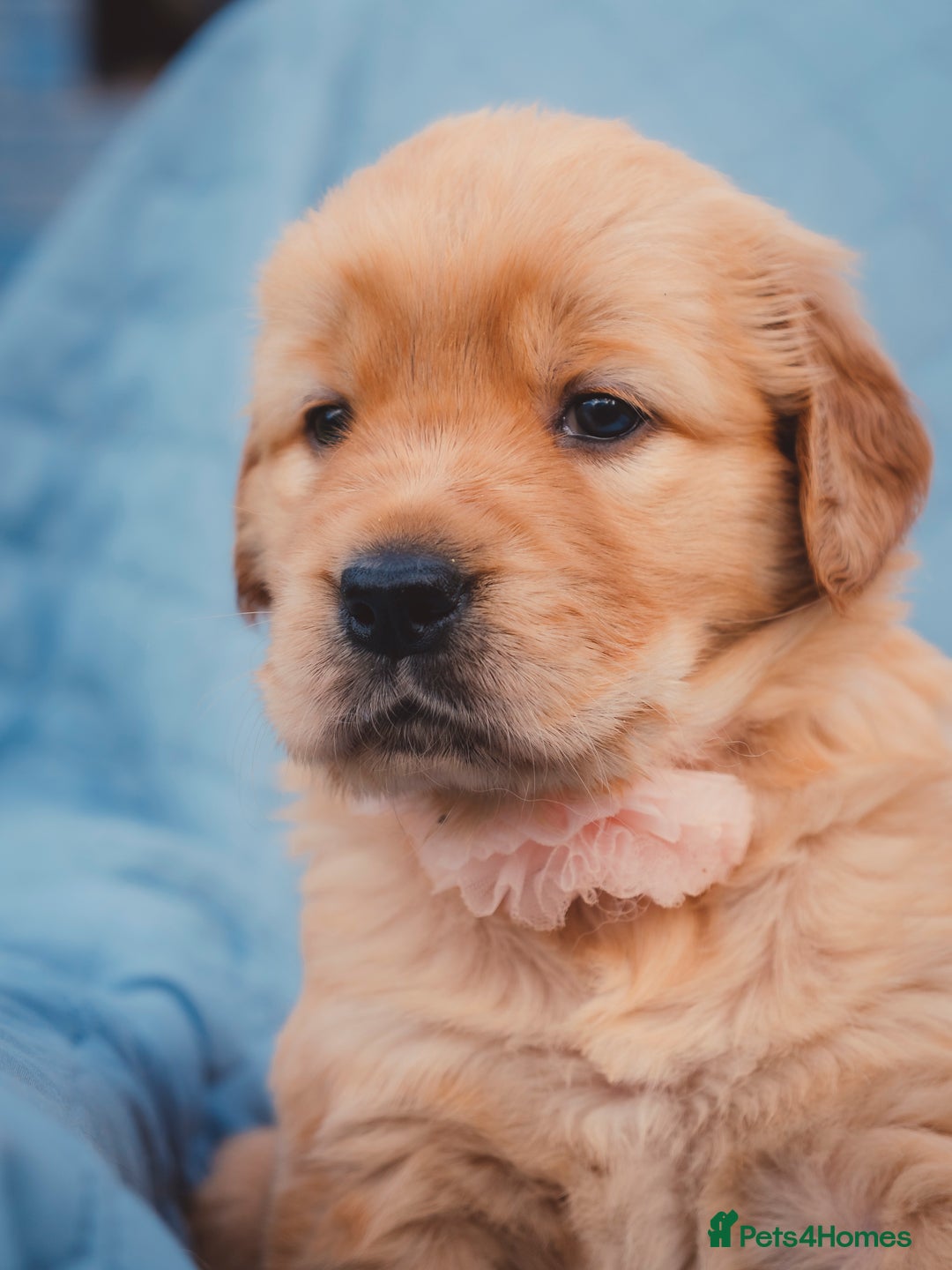 Golden Retriever dogs for sale: Golden Retriever Puppies KC Dad  - Image 23