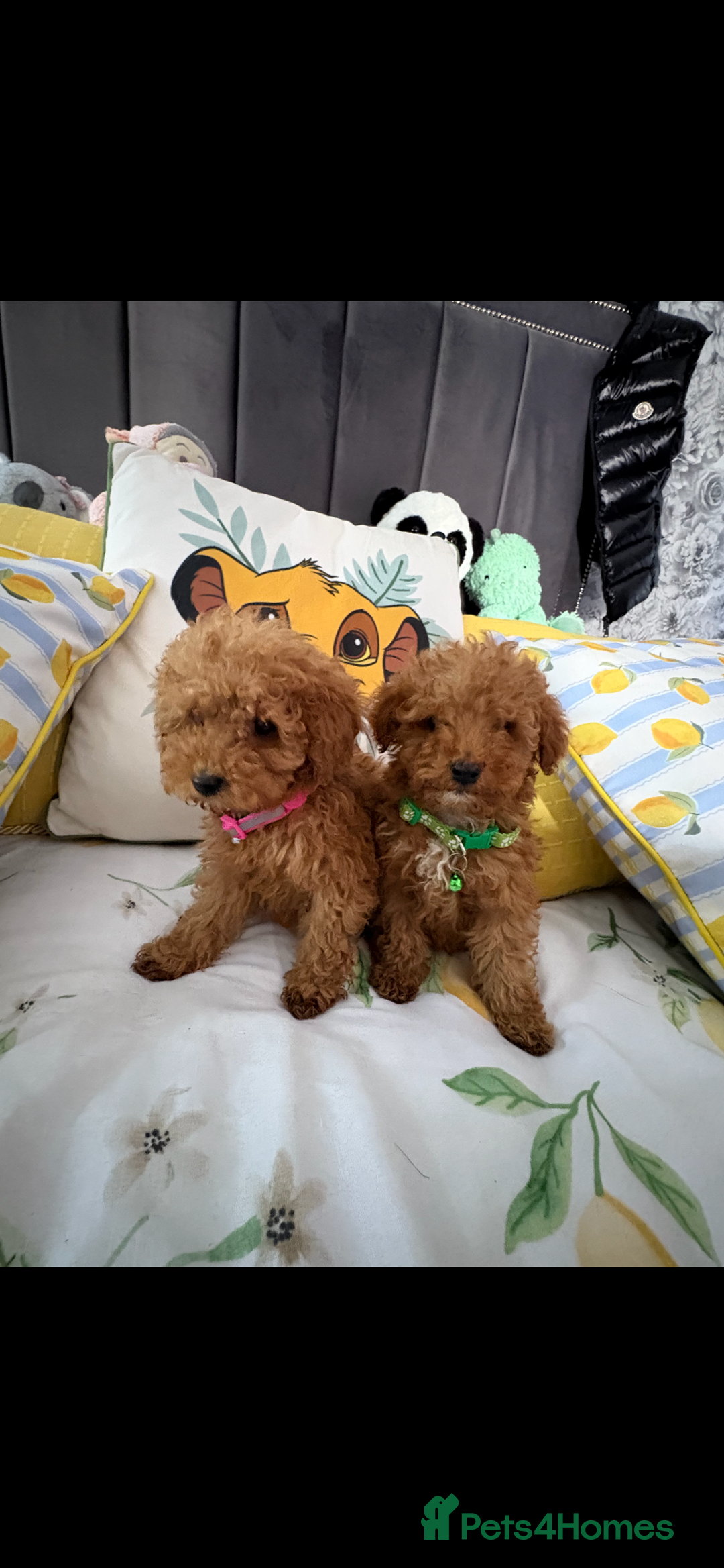Poodle dogs for sale: Toy poodle puppies for sale  - Image 11