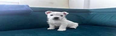 West Highland Terrier Puppy 1